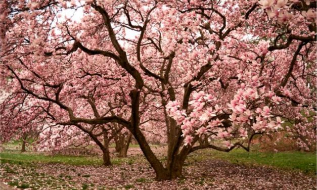 Can a Tree Teach Race Relations? Magnolia Justice, by Jana Laiz